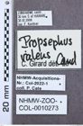 Etikette zu Propsephus valens (NHMW-ZOO-COL-0010273)